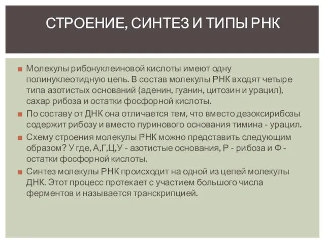 Молекулы рибонуклеиновой кислоты имеют одну полинуклеотидную цепь. В состав молекулы РНК