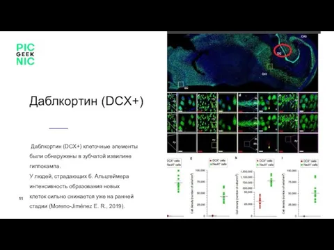 Даблкортин (DCX+) Даблкортин (DCX+) клеточные элементы были обнаружены в зубчатой извилине