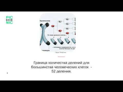 Граница количества делений для большинства человеческих клеток - 52 деления. Персона или объект Предел Хейфлика