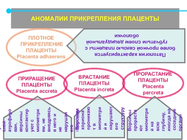 АНОМАЛИИ ПРИКРЕПЛЕНИЯ ПЛАЦЕНТЫ ПЛОТНОЕ ПРИКРЕПЛЕНИЕ ПЛАЦЕНТЫ Placenta adhaerens ПРИРАЩЕНИЕ ПЛАЦЕНТЫ Placenta