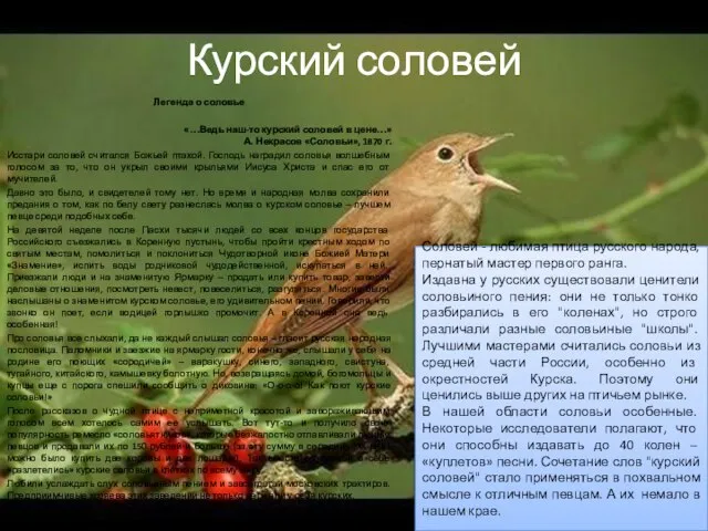 Курский соловей Легенда о соловье «…Ведь наш-то курский соловей в цене…»