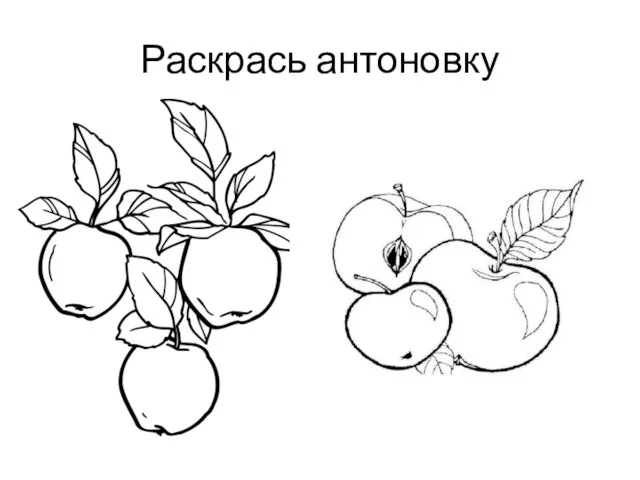 Раскрась антоновку