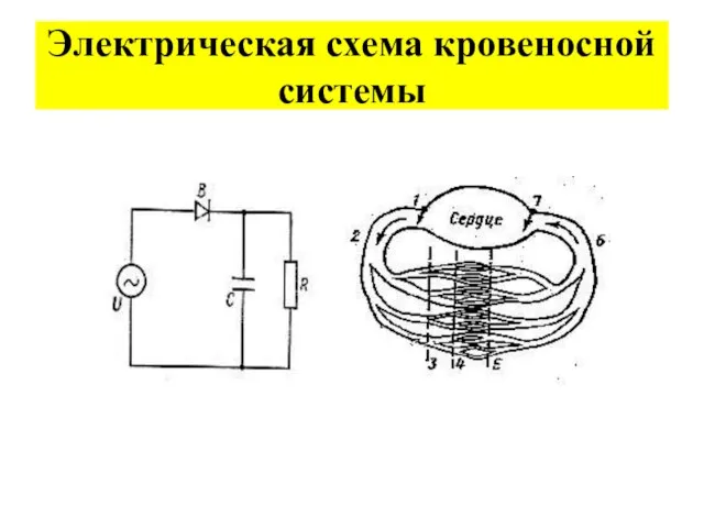 Электрическая схема кровеносной системы