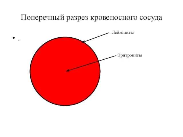 Поперечный разрез кровеносного сосуда . Лейкоциты Эритроциты