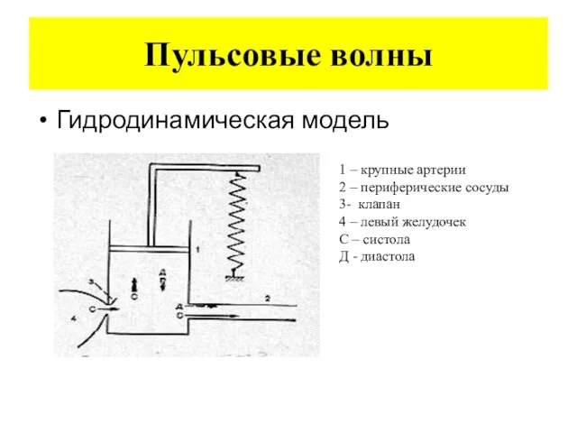 Пульсовые волны Гидродинамическая модель 1 – крупные артерии 2 – периферические