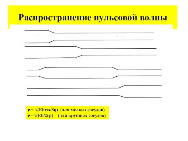 Распространение пульсовой волны ? = √(Ehrω/8η) (для мелких сосудов) ? =√(Eh/2rρ) (для крупных сосудов)