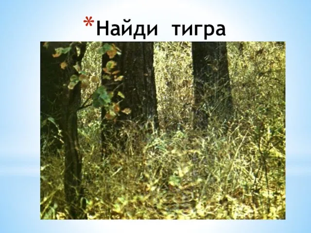 Найди тигра