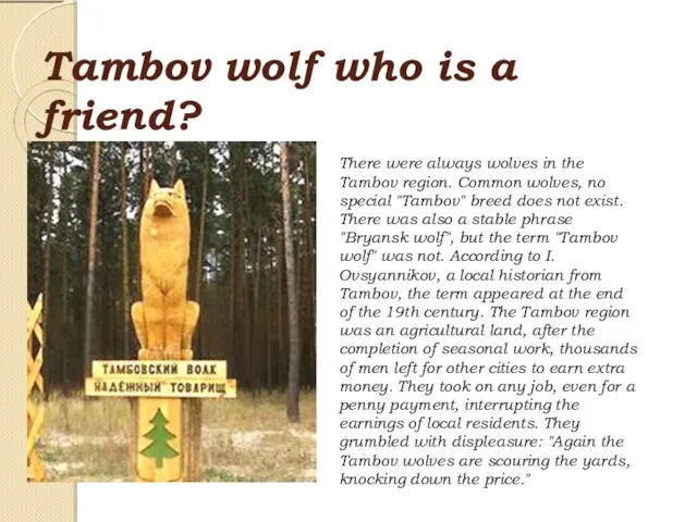 Tambov wolf who is a friend? There were always wolves in