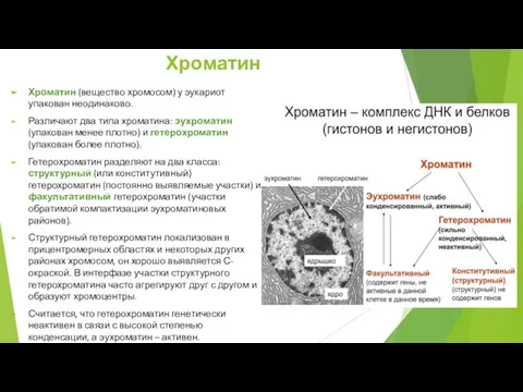 Хроматин Хроматин (вещество хромосом) у эукариот упакован неодинаково. Различают два типа