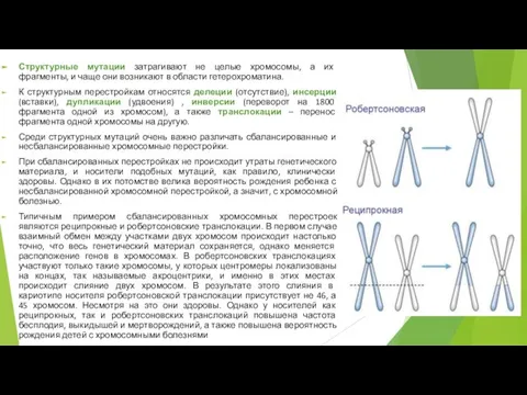 Структурные мутации затрагивают не целые хромосомы, а их фрагменты, и чаще