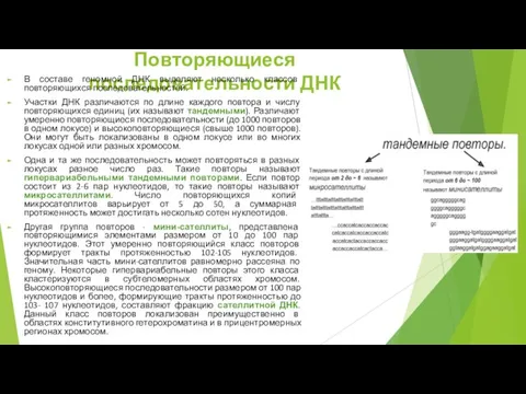 Повторяющиеся последовательности ДНК В составе геномной ДНК выделяют несколько классов повторяющихся