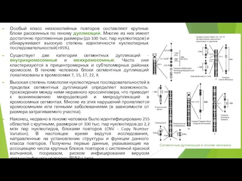 Особый класс низкокопийных повторов составляют крупные блоки рассеянных по геному дупликаций.