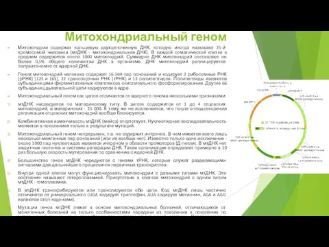 Митохондриальный геном Митохондрии содержат кольцевую двухцепочечную ДНК, которую иногда называют 25-й