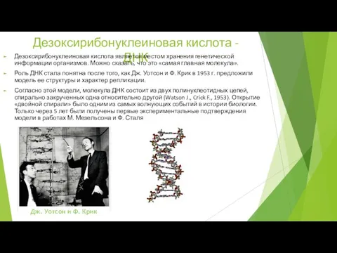 Дезоксирибонуклеиновая кислота - ДНК Дезоксирибонуклеиновая кислота является местом хранения генетической информации