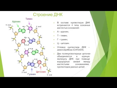 Строение ДНК В составе нуклеотидов ДНК встречаются 4 типа основных азотистых