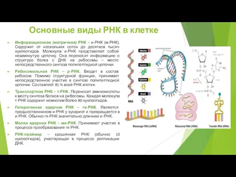 Основные виды РНК в клетке Информационная (матричная) РНК – и-РНК (м-РНК).