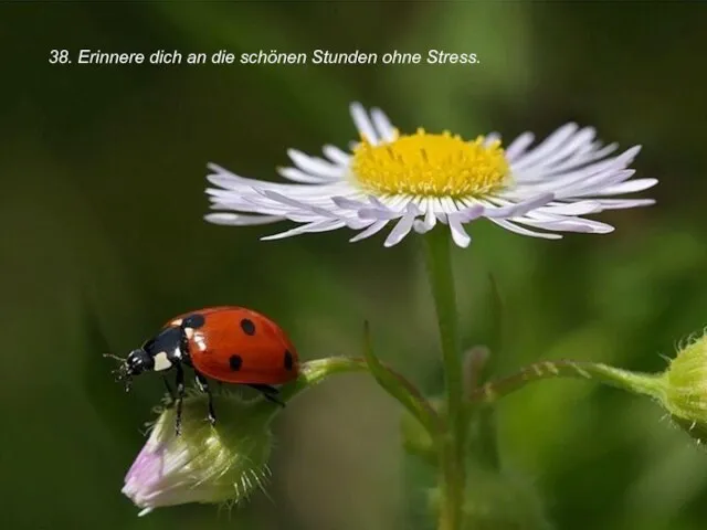 38. Erinnere dich an die schönen Stunden ohne Stress.