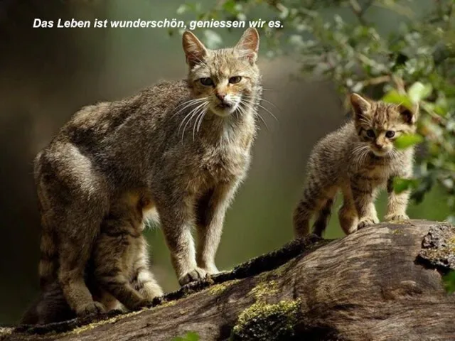 Das Leben ist wunderschön, geniessen wir es.