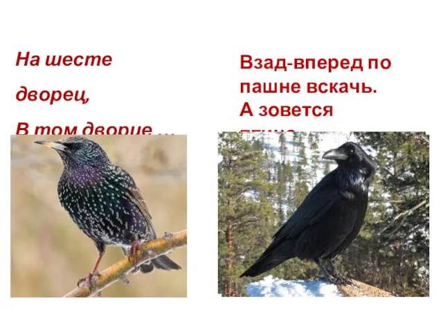 На шесте дворец, В том дворце … Взад-вперед по пашне вскачь. А зовется птица …