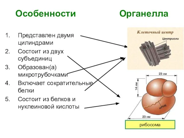 Особенности Органелла Представлен двумя цилиндрами Состоит из двух субъединиц Образован(а) микротрубочками