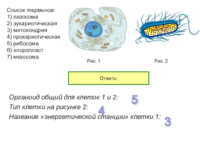 Спиcок терминов: 1) лизосома 2) эукариотическая 3) митохондрия 4) прокариотическая 5)