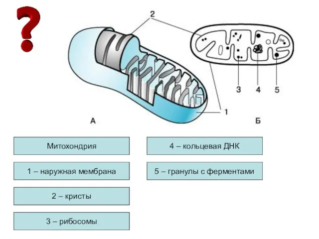 Митохондрия 1 – наружная мембрана 2 – кристы 3 – рибосомы