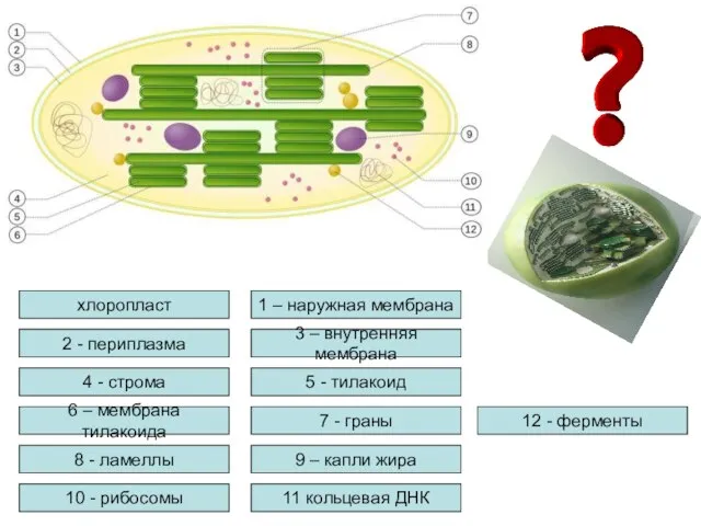 хлоропласт 1 – наружная мембрана 2 - периплазма 3 – внутренняя