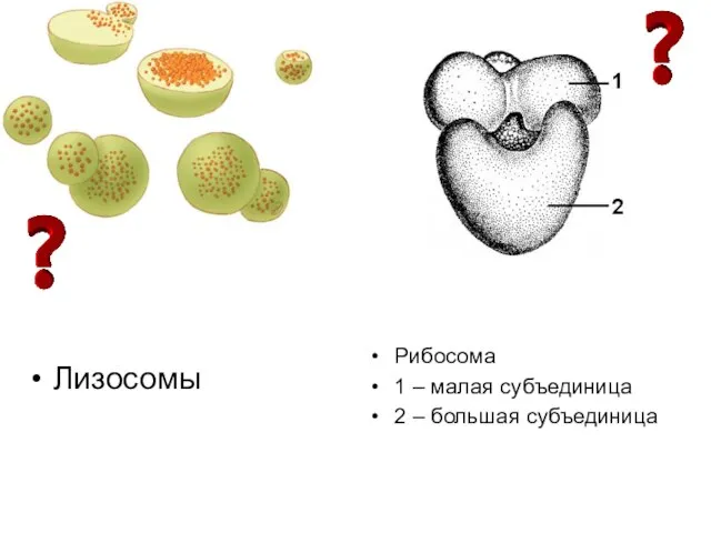 Лизосомы Рибосома 1 – малая субъединица 2 – большая субъединица