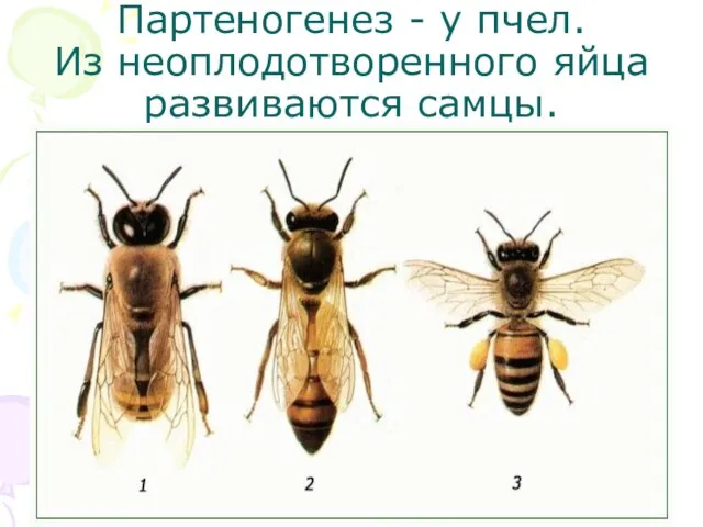 Партеногенез - у пчел. Из неоплодотворенного яйца развиваются самцы.