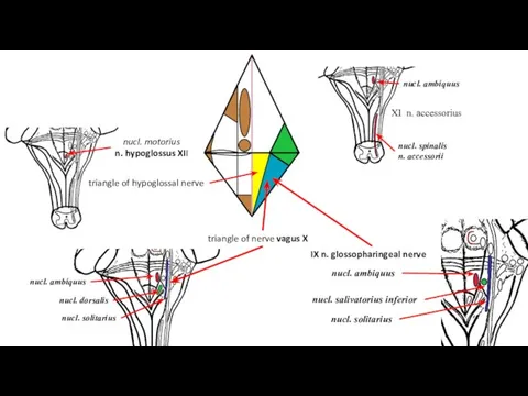 nucl. motorius n. hypoglossus XII triangle of hypoglossal nerve XI n.