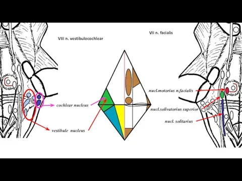 vestibule nucleus cochlear nucleus VIII n. vestibulocochlear VII n. facialis nucl. solitarius nucl.solivatorius superior nucl.motorius n.facialis