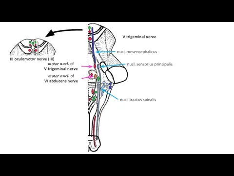 motor nucl. of VI abducens nerve motor nucl. of V trigeminal