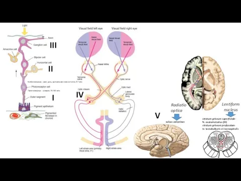 sulcus calcarinus Radiatio optica Lentiform nucleus IV Колбочковидные – цвет, день,