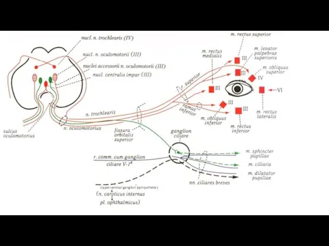 Upper cervical ganglion (sympathetic)