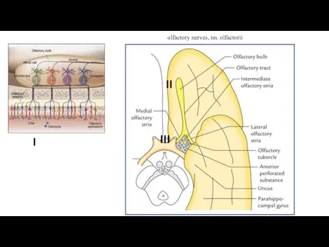 I II III olfactory nerves, nn. olfactorii
