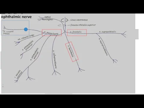 ophthalmic nerve