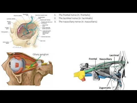 Ciliary ganglion The frontal nerve (n. frontalis) The lacrimal nerve (n.