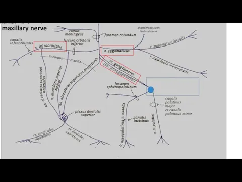 maxillary nerve anastomoses with lacrimal nerve