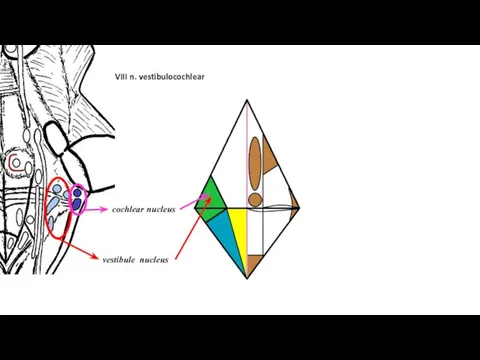 vestibule nucleus cochlear nucleus VIII n. vestibulocochlear