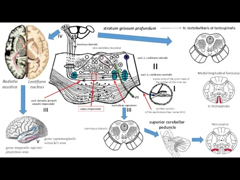 bipolar cells of the spiral node of the cochlea of ​​the