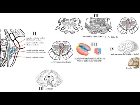 medial vestibular nucleus (main) (Schwalbe's nucleus) lateral vestibular nucleus (Deiters' nucleus)