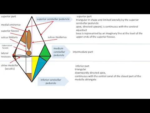 superior part triangular in shape and limited laterally by the superior