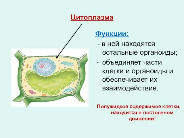 Цитоплазма Функции: - в ней находятся остальные органоиды; объединяет части клетки