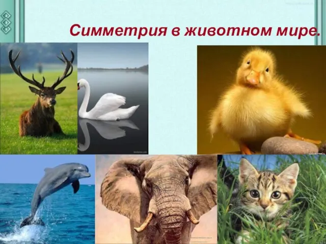 Симметрия в животном мире.