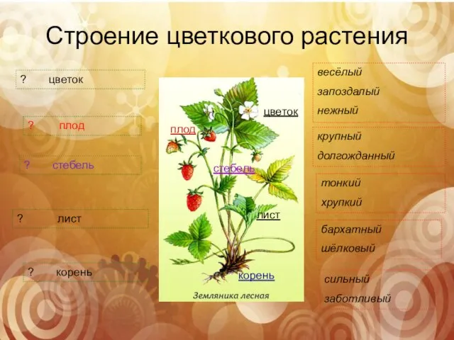 Строение цветкового растения цветок плод стебель лист корень ? корень ?