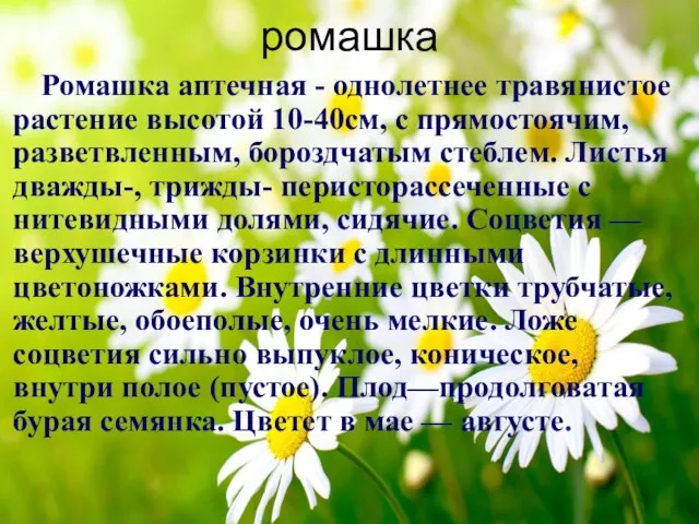 ромашка Ромашка аптечная - однолетнее травянистое растение высотой 10-40см, с прямостоячим,