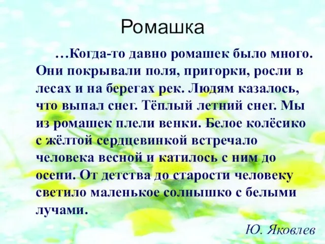 Ромашка …Когда-то давно ромашек было много. Они покрывали поля, пригорки, росли