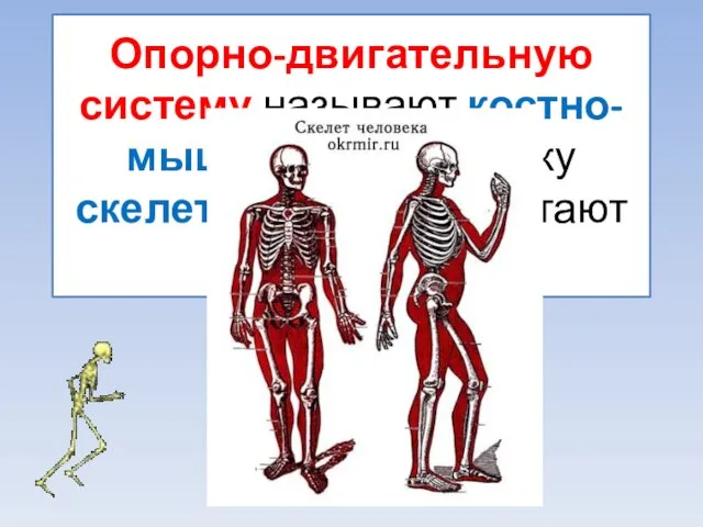 Опорно-двигательную систему называют костно-мышечной, поскольку скелет и мышцы работают согласовано.