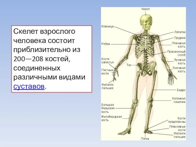 Скелет взрослого человека состоит приблизительно из 200—208 костей, соединенных различными видами суставов.
