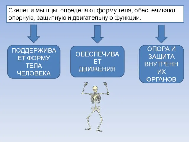 Скелет и мышцы определяют форму тела, обеспечивают опорную, защитную и двигательную